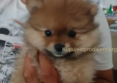 POMERANCI na prodaju, 6 zenki i muzijak - 1/9