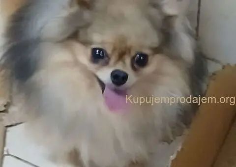 POMERANCI na prodaju, 6 zenki i muzijak - 2/9