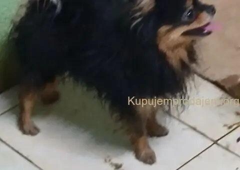 POMERANCI na prodaju, 6 zenki i muzijak - 3/9