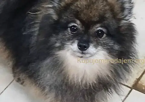 POMERANCI na prodaju, 6 zenki i muzijak - 4/9