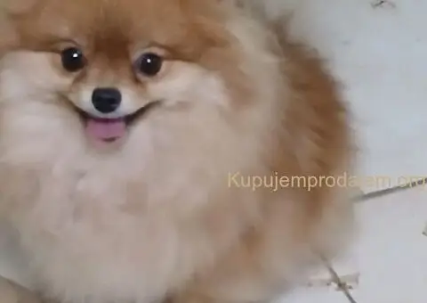 POMERANCI na prodaju, 6 zenki i muzijak - 5/9