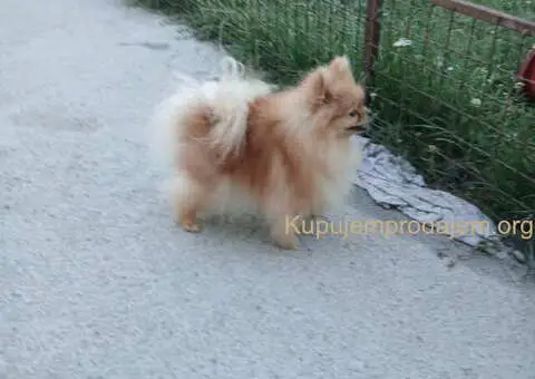 POMERANCI na prodaju, 6 zenki i muzijak - 6/9