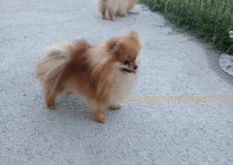 POMERANCI na prodaju, 6 zenki i muzijak - 7/9