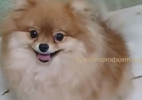 POMERANCI na prodaju, 6 zenki i muzijak - 8/9