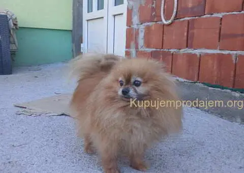 POMERANCI na prodaju, 6 zenki i muzijak - 9/9