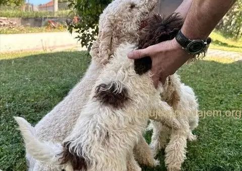 Prodaja stenci - Lagoto romanjolo - 1/5