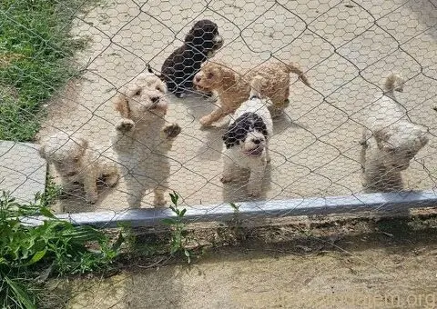 Prodaja stenci - Lagoto romanjolo - 2/5