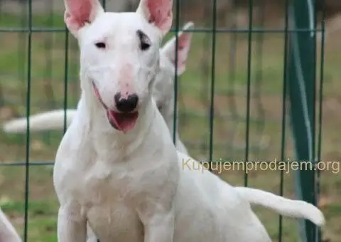 Mini bull terijeri - 1/5