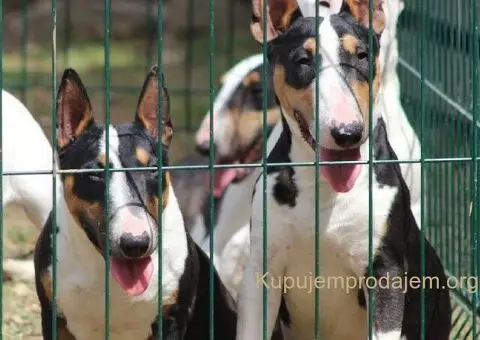 Mini bull terijeri - 2/5