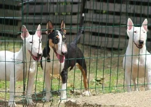 Mini bull terijeri - 3/5