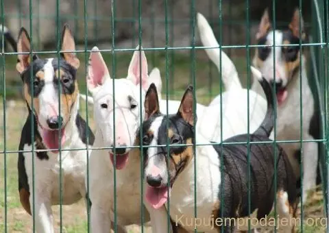 Mini bull terijeri - 4/5