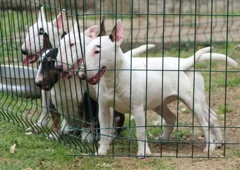 Mini bull terijeri - 5/5