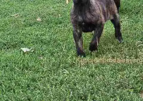 Holandski ovčar štenci - 1/12