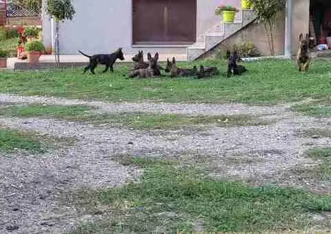 Holandski ovčar štenci - 2/12