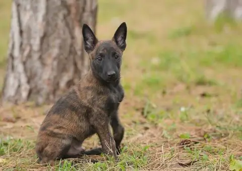 Holandski ovčar štenci - 3/12