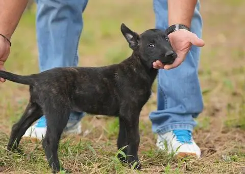 Holandski ovčar štenci - 4/12