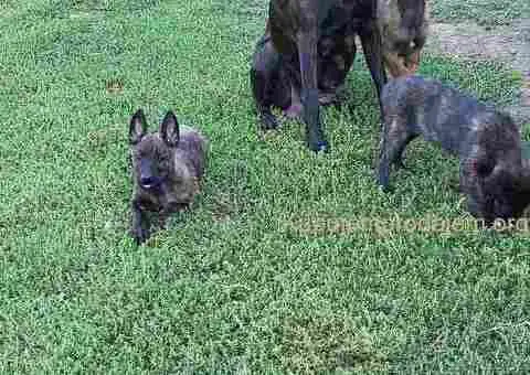 Holandski ovčar štenci - 5/12