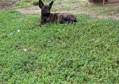 Holandski ovčar štenci - 6/12