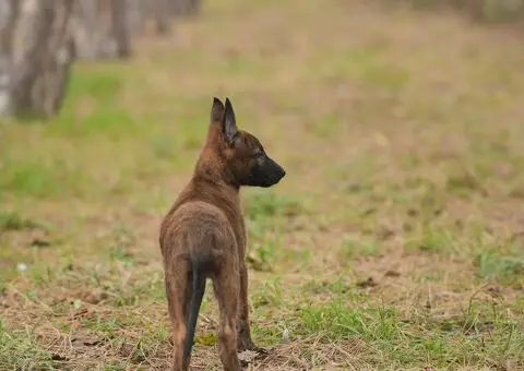 Holandski ovčar štenci - 7/12