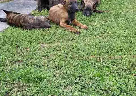 Holandski ovčar štenci - 8/12