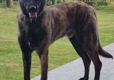 Holandski ovčar štenci - 9/12