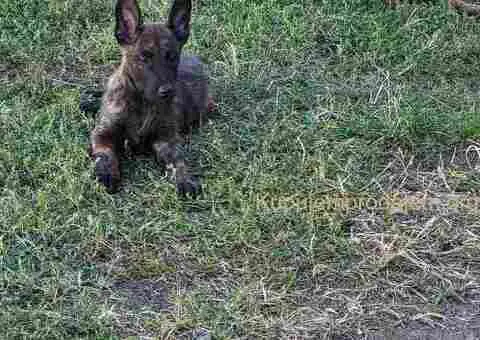 Holandski ovčar štenci - 10/12