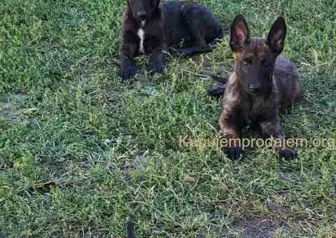 Holandski ovčar štenci - 11/12