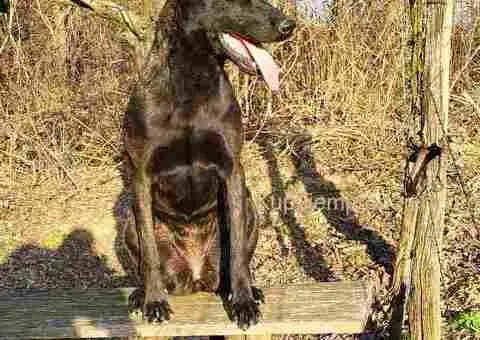 Holandski ovčar štenci - 12/12