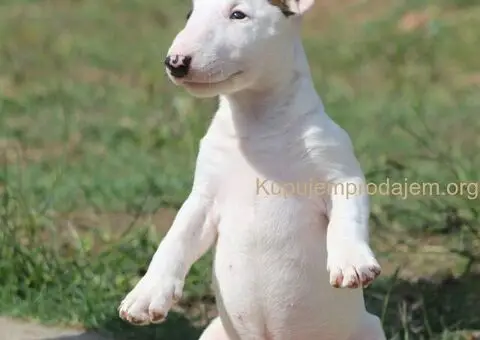 Mini Bull Terijer štenci - 2/12