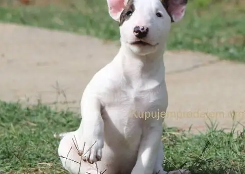 Mini Bull Terijer štenci - 3/12