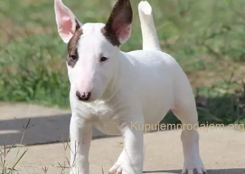 Mini Bull Terijer štenci - 4/12