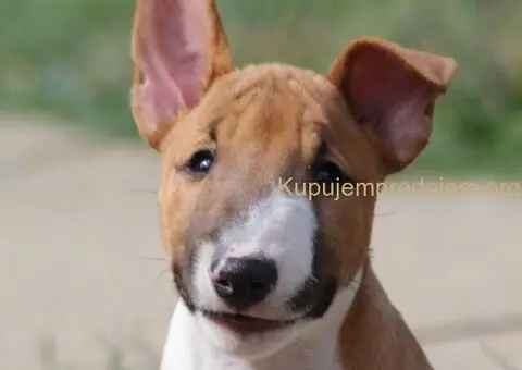 Mini Bull Terijer štenci - 7/12