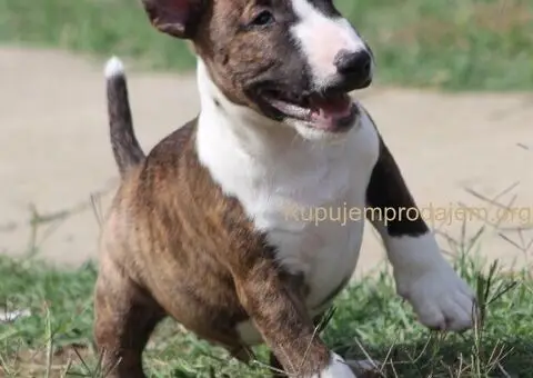 Mini Bull Terijer štenci - 9/12