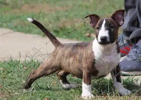 Mini Bull Terijer štenci - 12/12