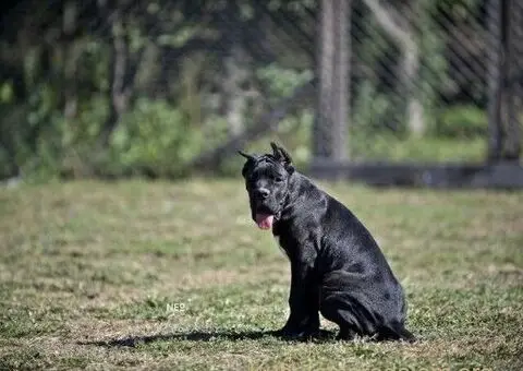 Cane Corso štenci - 1/5