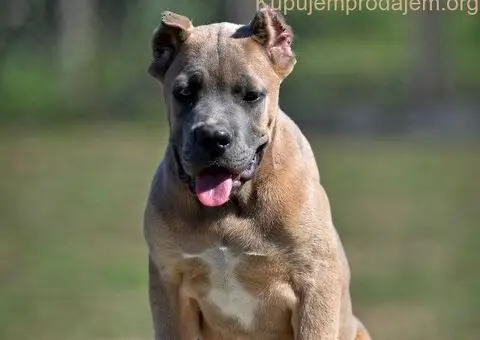 Cane Corso štenci - 2/5