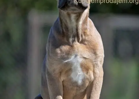 Cane Corso štenci - 3/5