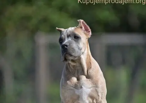Cane Corso štenci - 4/5
