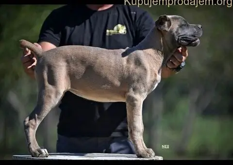 Cane Corso štenci - 5/5