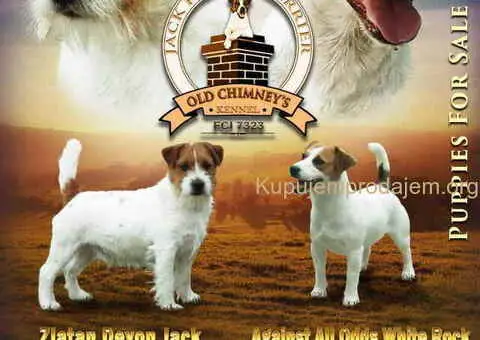 Dzek Rasel terijer  štenci - 1/13