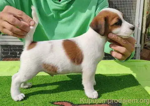 Dzek Rasel terijer  štenci - 2/13