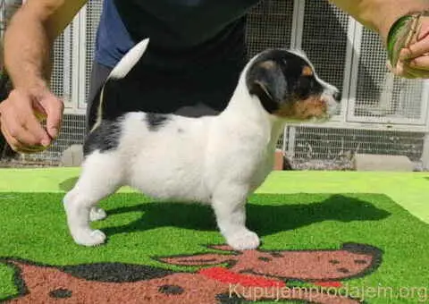 Dzek Rasel terijer  štenci - 3/13