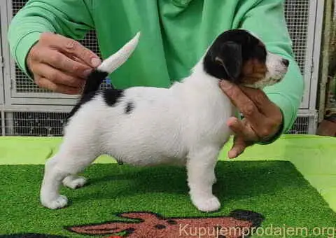 Dzek Rasel terijer  štenci - 4/13