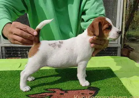 Dzek Rasel terijer  štenci - 5/13