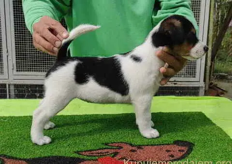 Dzek Rasel terijer  štenci - 6/13