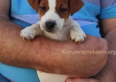 Dzek Rasel terijer  štenci - 7/13