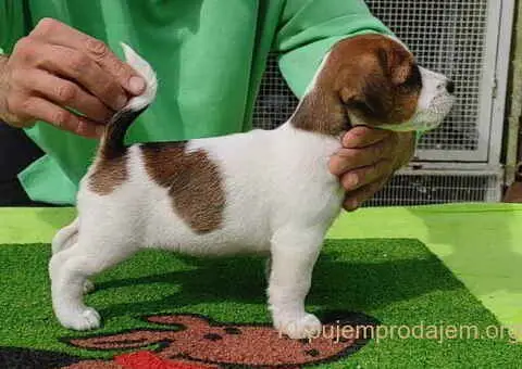 Dzek Rasel terijer  štenci - 8/13