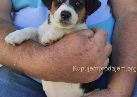 Dzek Rasel terijer  štenci - 9/13