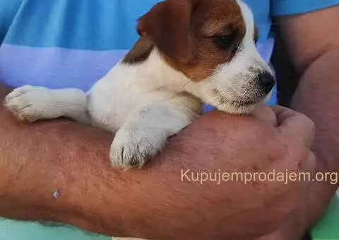 Dzek Rasel terijer  štenci - 10/13