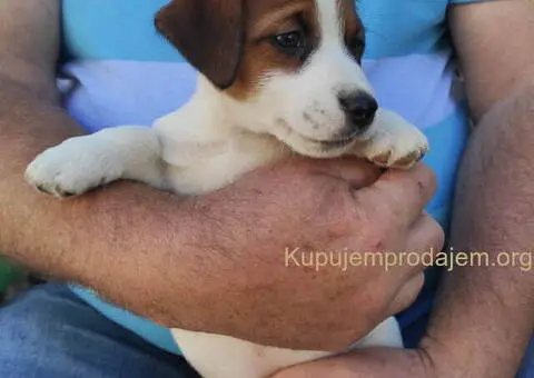 Dzek Rasel terijer  štenci - 11/13
